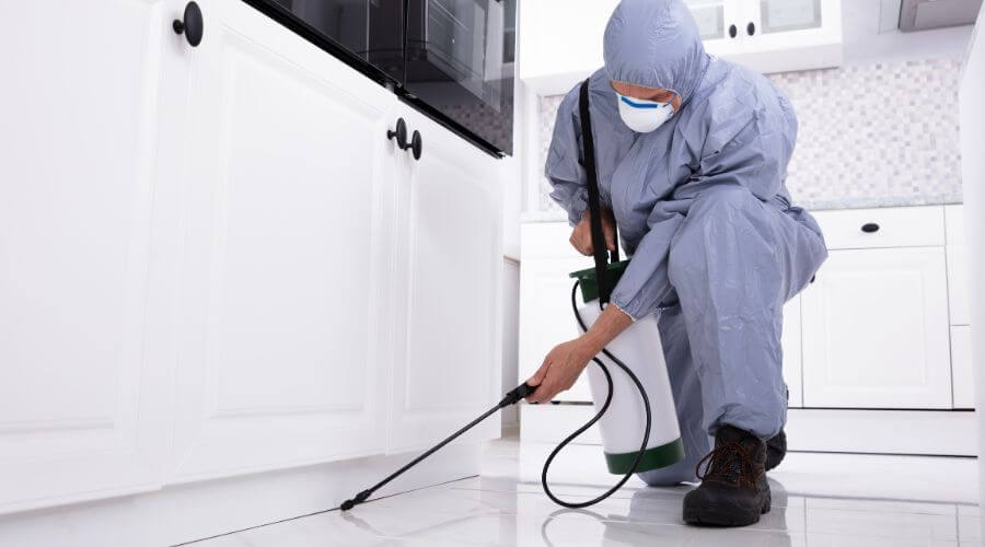 Professional pest control services in Moraga